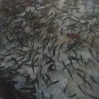 بچه ماهی قزل آلا ایرانی برند شیروانی حدود ۴۰ گرم