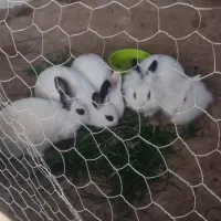 خرگوش نر و ماده