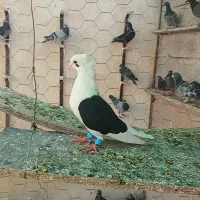 فروش دوکت سیاه ماده بدون پر اضاف.به شرط تخم