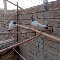 کله دم سبز|پرنده|پیر بکران, |دیوار