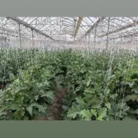 گلخانه-اسپانیایی