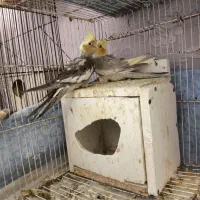 عروس هلندی برنزی و خاکستری