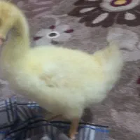 غاز محلی زیر مرغی