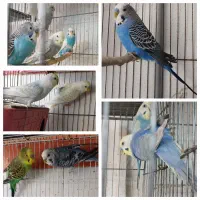 پرنده های زینتی|پرنده|سبزوار, غرب نیروگاه|دیوار