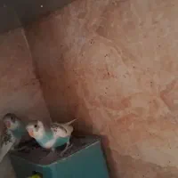 چهارعدد جوجه مرغ عشق  خوش رنگ|پرنده|پاکدشت, پاکدشت (مامازند)|دیوار