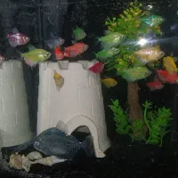 ماهی آکواریوم