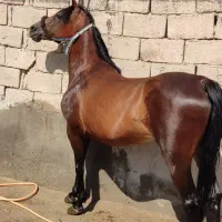 مادیان|اسب و تجهیزات اسب‌سواری|میاندوآب, |دیوار