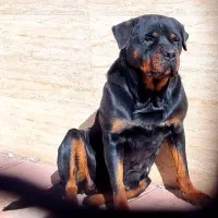 سگ روتوایلر نرو ماده