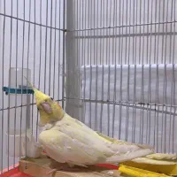 عروس پاریس|پرنده|اهواز, کیانپارس |دیوار