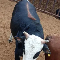 دو راس گوساله گیلک چاق|حیوانات مزرعه|مشکین‌دشت, |دیوار