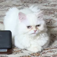فروش پرشین ماده