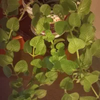 ختمی زینتی بودار