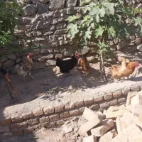 مرغ و خروس