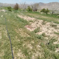 تیلر زنی باتیلر 7.5اسب گازوییلی