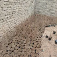 بوته گل محمدی گلدونی