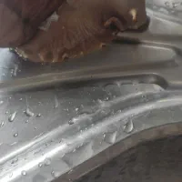 حلزون بزرگسال