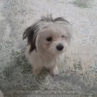 شیتزو ۷ماهه ماده