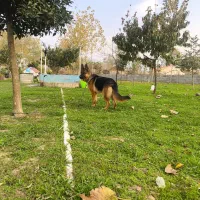 ژرمن شولاین ماده|سگ|سنگر, |دیوار