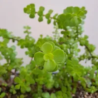 گل طبیعی کراسولا گلدان بزرگ آپارتمانی   (ریشه دار)