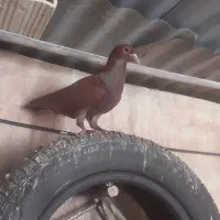 جفت گلی رنگ خون گردن کلفت