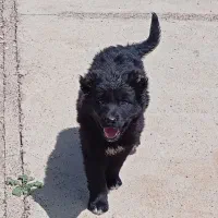 توله قدرنجانی