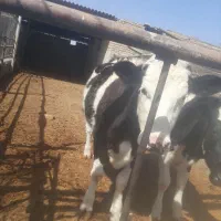 فروش دام(گاو وگوساله)