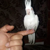 جوجه عروس هلندی آلبینو تازه دونخور رام و دستی