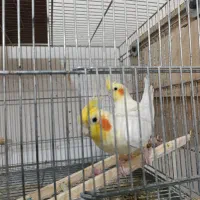 عروس هلندی مولد با قفس حرفه ای 64