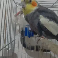 طوطی عروس هلندی|پرنده|پیرانشهر, |دیوار