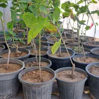 نهال توت اصل شرابی کردستانی
