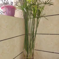 نخل مرداب