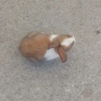 خرگوش