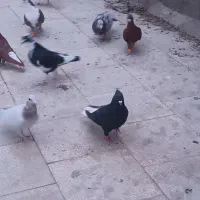 کفتر گرفتنی کلاغ دمسفید نر پرشی