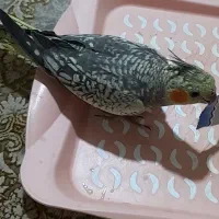 عروس هلندی گمشده