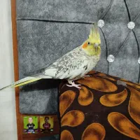 عروس هلندی|حیوانات|یزد, |دیوار