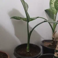 مقداری گل طبیعی با گلدان