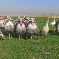مرغ خروس سلطان لهستانی|حیوانات مزرعه|سیرجان, |دیوار