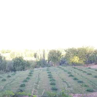 فروش یونجه خشک کشت اول