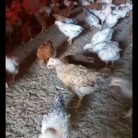 استخدام کارگر اتباع یا ایرانی در مرغ داری