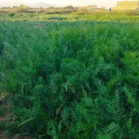 سبزیجات خوب قیمت خوب|خوردنی و آشامیدنی|کاشان, دانشگاه شهید رجایی|دیوار