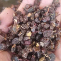 فروش کشمش و فخری دسته چین اینا وانگور دوشاب