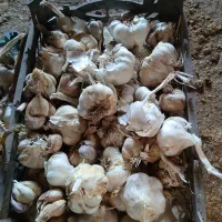 سیر خشک تازه درجه یک