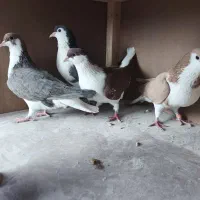 کبوتر شیخی|پرنده|تبریز, |دیوار