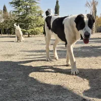 توله . بالغ . نگهبان . سگ آلابای|سگ|رباطکریم, رباطکریم|دیوار