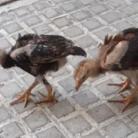 جوجه لاری