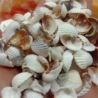 صدف|ماهی|مشهد, فاطمیه|دیوار