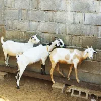 بزسومالی|حیوانات مزرعه|خورموج, |دیوار