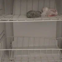 یخچال فریزر بدون برفک بدون هیچ مشکل|یخچال و فریزر|شوشتر, |دیوار