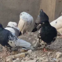 تعدادی زیادی کبوتر فروشی|پرنده|مسجد سلیمان, |دیوار