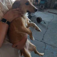 سگ کوچک|سگ|اردکان, |دیوار